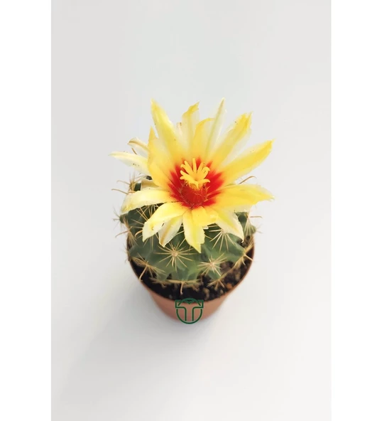 Thelocactus İdeas Çiçek Açan Kaktüs 5.5 cm Saksıda - 2