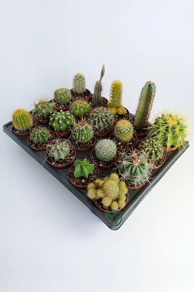 20 li Kaktüs Set, 20 Adet Özel Kaktüs Seti - 3