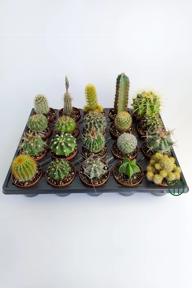 20 li Kaktüs Set, 20 Adet Özel Kaktüs Seti - 2