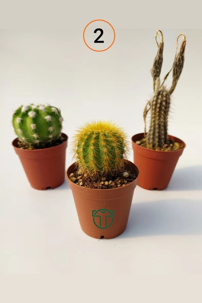 3 lü Kaktüs Set - Echinocereus Pectinatus, Thelocactus Ideas, Cereus Validus - 3