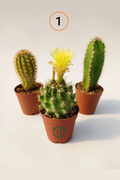 3 lü Kaktüs Set - Echinocereus Pectinatus, Thelocactus Ideas, Cereus Validus