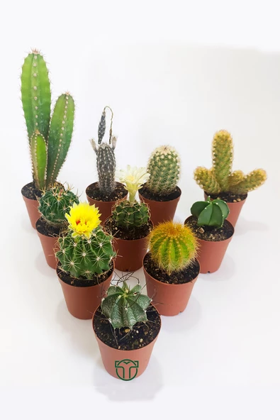 10 lu Kaktüs Set - Özel Türler - 5.5 cm Saksıda - 4