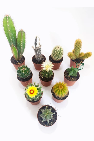 10 lu Kaktüs Set - Özel Türler - 5.5 cm Saksıda - 2