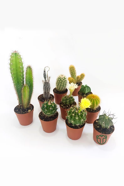 10 lu Kaktüs Set - Özel Türler - 5.5 cm Saksıda - 5