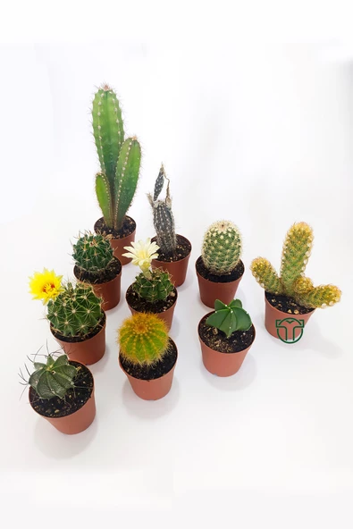 10 lu Kaktüs Set - Özel Türler - 5.5 cm Saksıda - 3