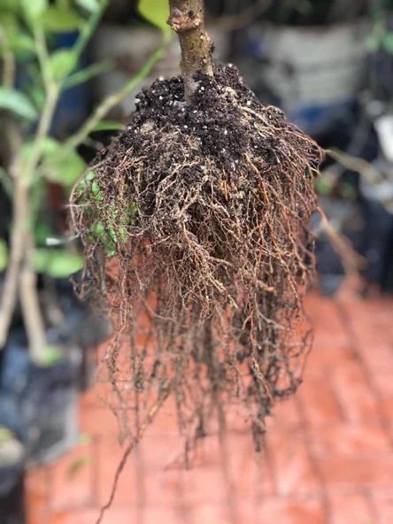 DUT 1 BEYAZ+1 SİYAH İRİ Meyva Fidanı +120 Cm, Açık Köklü Aşılı 3 yaşında - Resim 3