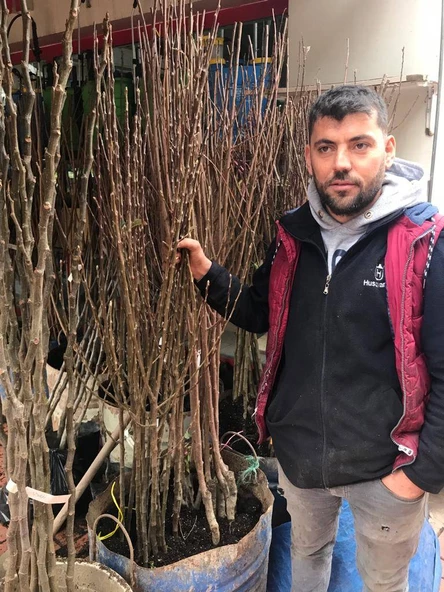Amasya Çıtır Elma  Meyva Fidanı +120 Cm, Açık Köklü Aşılı 3 yaşında - 4