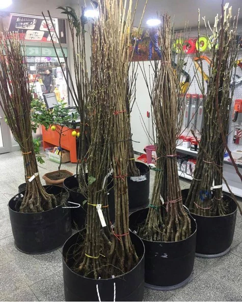 4 ADET( 2 ELMA+1 KİRAZ+1 ERİK) Meyva Fidanı +120 Cm, Açık Köklü Aşılı 3 yaşında - Resim 6