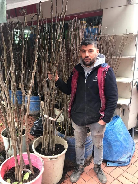 Amasya Çıtır Elma  Meyva Fidanı +120 Cm, Açık Köklü Aşılı 3 yaşında - 3