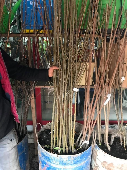 Amasya Çıtır Elma  Meyva Fidanı +120 Cm, Açık Köklü Aşılı 3 yaşında - 2