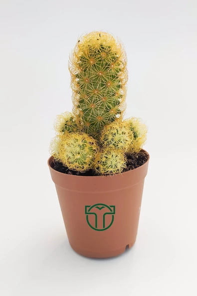 Mammillaria Elongata, Lady Finger, Sarı Dikenli Kaktüs, Bol Yavrulu