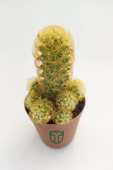 Mammillaria Elongata, Lady Finger, Sarı Dikenli Kaktüs, Bol Yavrulu - 2