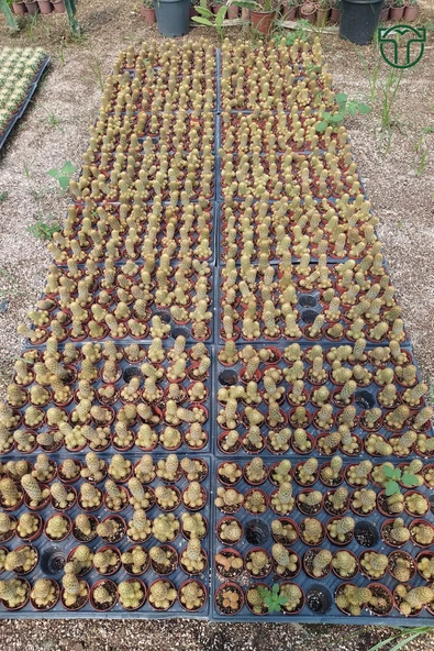 Mammillaria Elongata, Lady Finger, Sarı Dikenli Kaktüs, Bol Yavrulu - 4