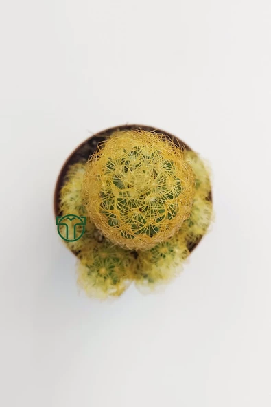 Mammillaria Elongata, Lady Finger, Sarı Dikenli Kaktüs, Bol Yavrulu - 3