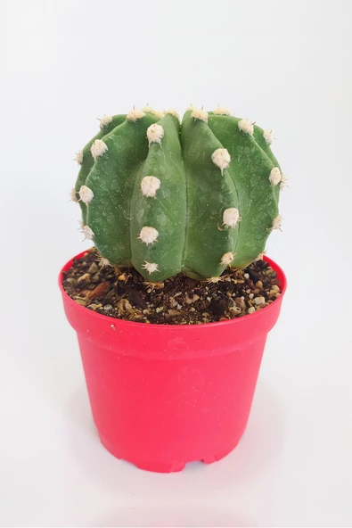 Echinopsis Subdenudata Özel Tür Kaktüs 8.5 cm Kırmızı Saksıda Tekli