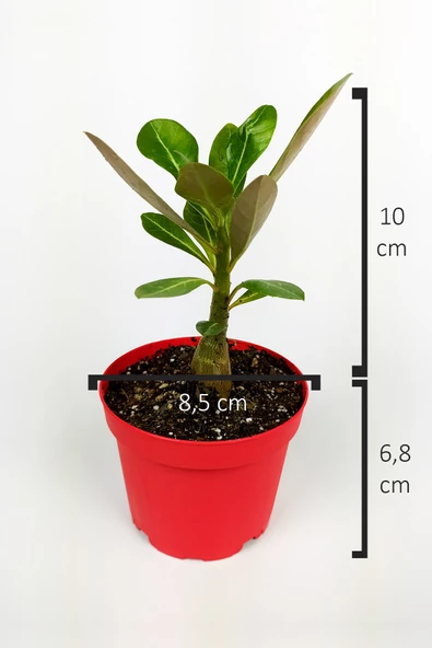 Çöl Gülü Adenium Obesum 8,5 cm Kırmızı Saksıda Caudex Bonsai - 3