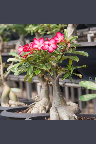 Çöl Gülü Adenium Obesum 8,5 cm Kırmızı Saksıda Caudex Bonsai - 4