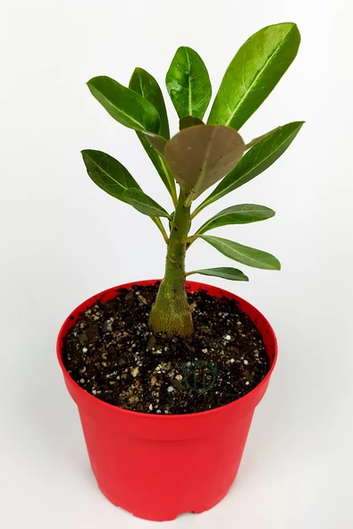 Çöl Gülü Adenium Obesum 8,5 cm Kırmızı Saksıda Caudex Bonsai