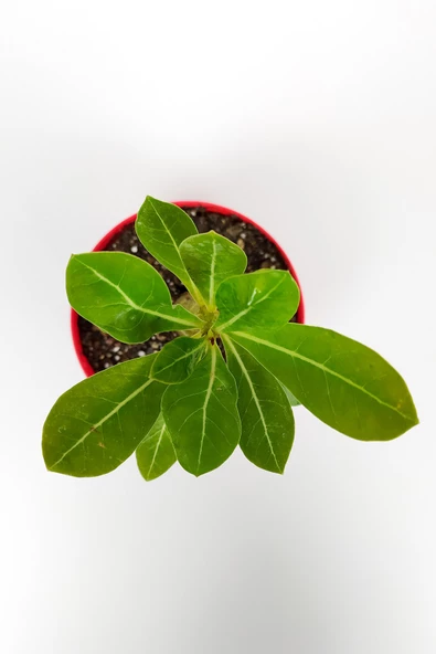 Çöl Gülü Adenium Obesum 8,5 cm Kırmızı Saksıda Caudex Bonsai - 2