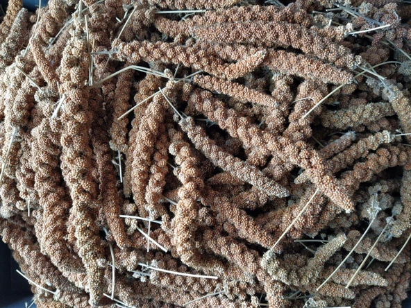 Doğal Kızıl Dal Darı Kuş Yemi 500Gr (Min:10cm-Max:20cm Uzunluk) - 2