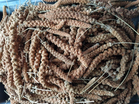Doğal Kızıl Dal Darı Kuş Yemi 500Gr (Min:10cm-Max:20cm Uzunluk) - 3