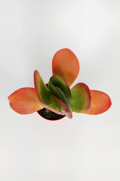 Kalanchoe Thyrsiflora - Çöl Lahanası - Ciğer Sukulent - Kırmızı Yapraklı - 8.5 cm Kırmızı Saksıda - 3