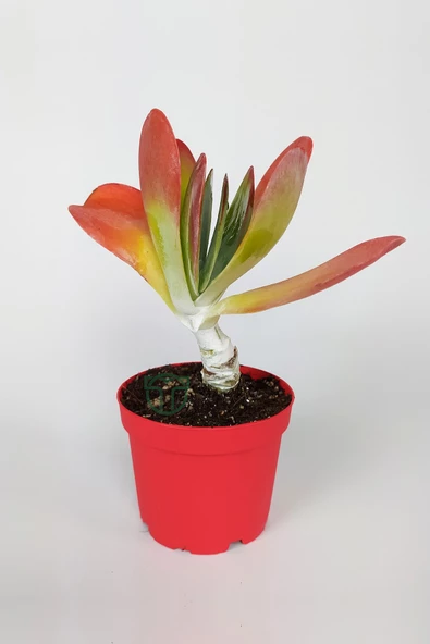 Kalanchoe Thyrsiflora - Çöl Lahanası - Ciğer Sukulent - Kırmızı Yapraklı - 8.5 cm Kırmızı Saksıda - 2