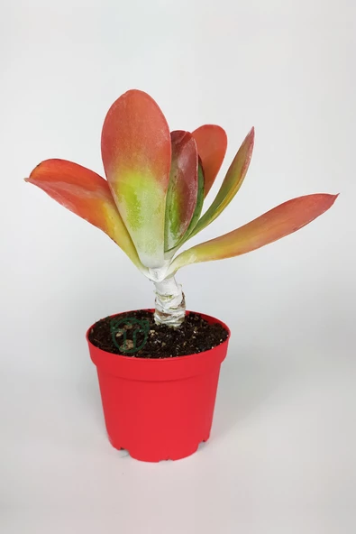 Kalanchoe Thyrsiflora - Çöl Lahanası - Ciğer Sukulent - Kırmızı Yapraklı - 8.5 cm Kırmızı Saksıda