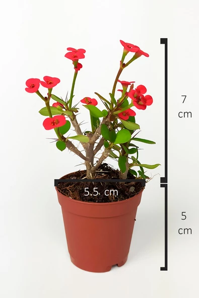 Dikenler Tacı Euphorbia Miili MİNİ Kırmızı Çiçekli Kaktüs Kral Tacı Dikenli Taç 5.5 cm Saksıda Özel - 4