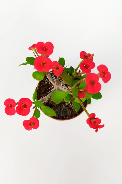 Dikenler Tacı Euphorbia Miili MİNİ Kırmızı Çiçekli Kaktüs Kral Tacı Dikenli Taç 5.5 cm Saksıda Özel - 3