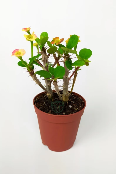 Nadir Bulunan Ebruli Çiçekli Dikenler Tacı Euphorbia Miili MİNİ Kaktüs Kral Tacı Dikenli Taç 5.5 cm