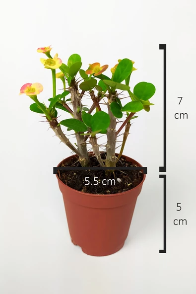 Nadir Bulunan Ebruli Çiçekli Dikenler Tacı Euphorbia Miili MİNİ Kaktüs Kral Tacı Dikenli Taç 5.5 cm - 4