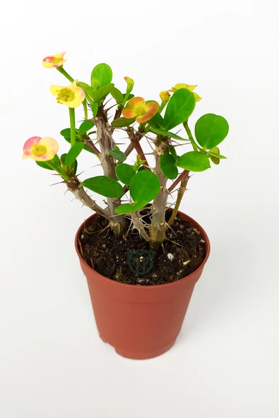 Nadir Bulunan Ebruli Çiçekli Dikenler Tacı Euphorbia Miili MİNİ Kaktüs Kral Tacı Dikenli Taç 5.5 cm - 2