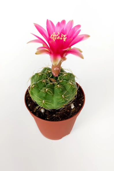 Gymnocalycium Baldianum Göz Alıcı Pembe Çiçekli Özel Tür Kaktüs - 2
