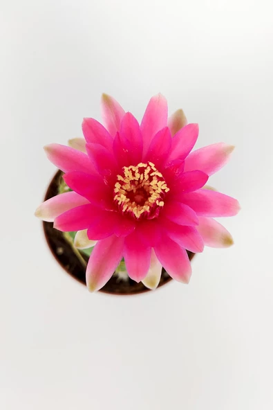 Gymnocalycium Baldianum Göz Alıcı Pembe Çiçekli Özel Tür Kaktüs - 3