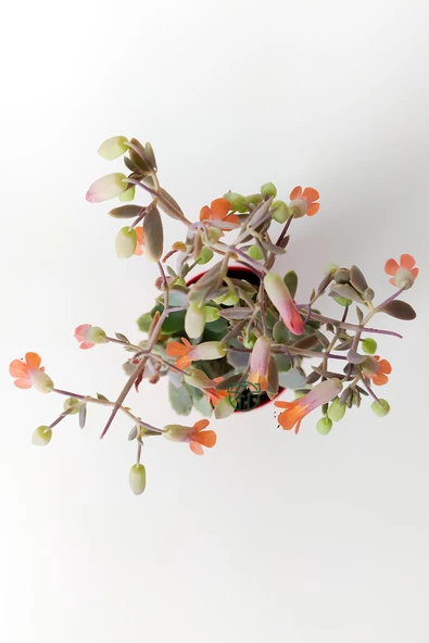 Bryophyllum Fedtschenkoi Kalanchoe Sukulent Lavanta Tarakları 8.5 cm Kırmızı Saksıda - 3