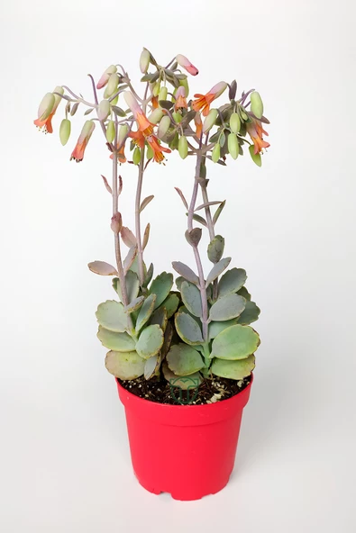 Bryophyllum Fedtschenkoi Kalanchoe Sukulent Lavanta Tarakları 8.5 cm Kırmızı Saksıda