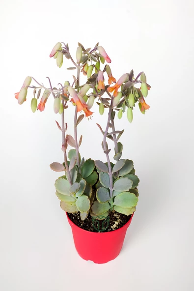 Bryophyllum Fedtschenkoi Kalanchoe Sukulent Lavanta Tarakları 8.5 cm Kırmızı Saksıda - 2