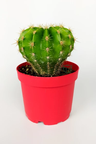 Echinopsis Anastasia kaktüs muhteşem leylak-pembe çiçekler verir büyük boy 8.5 cm kırmızı saksıda 