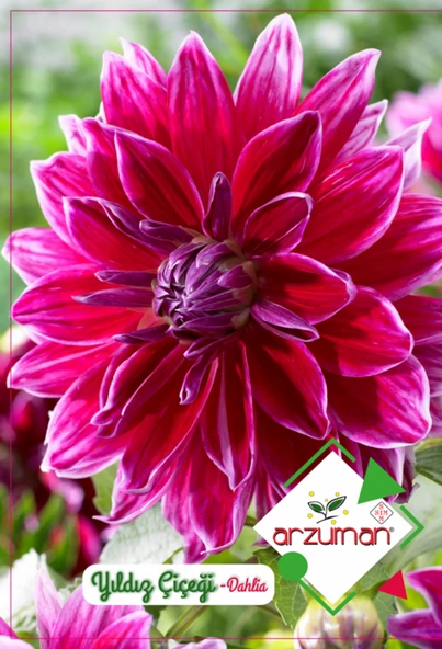 YILDIZ ÇİÇEĞİ ( DAHLIA) 30 ADET