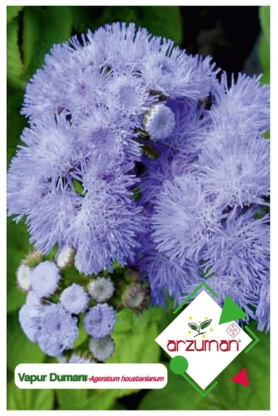 VAPUR DUMANI ÇİÇEĞİ (AGERATUM ) 100 ADET