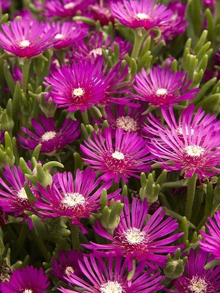 Lavanta Fidanı 15-25 Cm 10 Adet Kabristan Mezarlık İçin - Resim 2