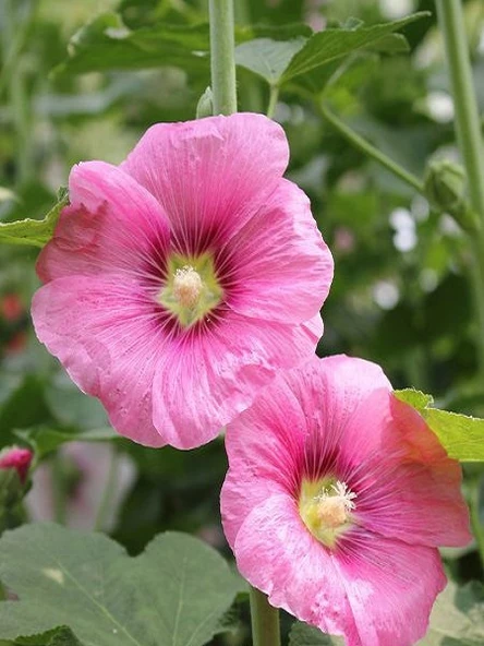 Gül Hatmi Hatmi Çiçeği Tohumu 80 Adet Althaeaofficinalis