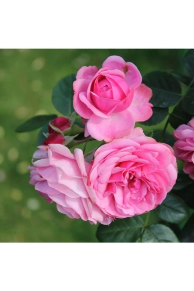 Pembe Yediveren Sarmaşık Isparta Gül Fidanı 15-25 Cm ürün görseli