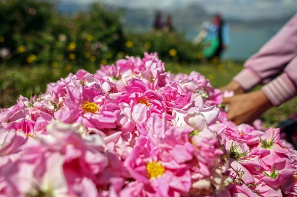 Geleneksel Kokulu Reçellik Pembe Isparta Yağ Gülü Fidanı 15-25 Cm - 3