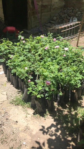 Isparta Gülü Fidanı Poşetli Tüp 1 Adet 15-25 Cm - 3