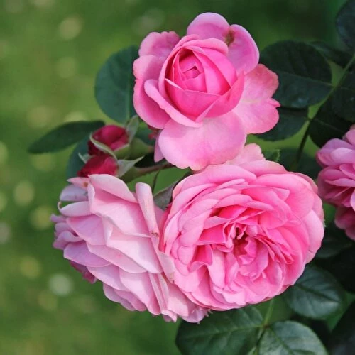 Tüplü Kokulu Reçellik Pembe Isparta Gülü Fidanı 15-25 Cm - Resim 2