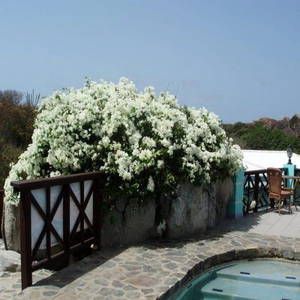 Beyaz Yediveren Sarmaşık Gül Fidanı 15-25 Cm - 2