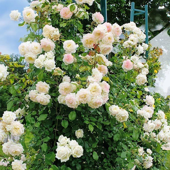 Beyaz Yediveren Sarmaşık Gül Fidanı 15-25 Cm - 4