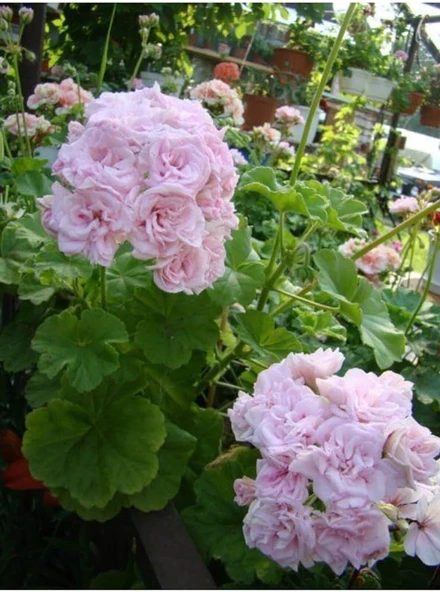 Lila Sardunya Çiçeği 10-20 Cm Potted Lilac Geranium Flower ürün görseli